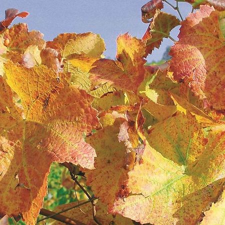 Apartamento Weingut Alfred Huber Durbach Exterior foto